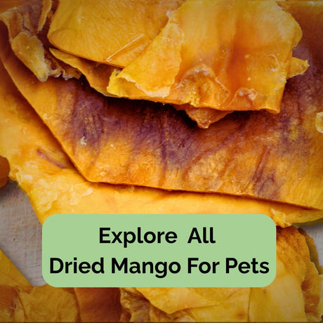 Close-up of natural dried mango slices for pets – sulphur-free, dog-safe treat from Tropical Harvest QLD
