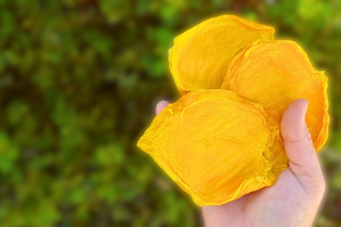 Hand holding three bright yellow dried mango cheeks with blurred green background. Healthy, no sugar added fruit snack by Tropical Harvest