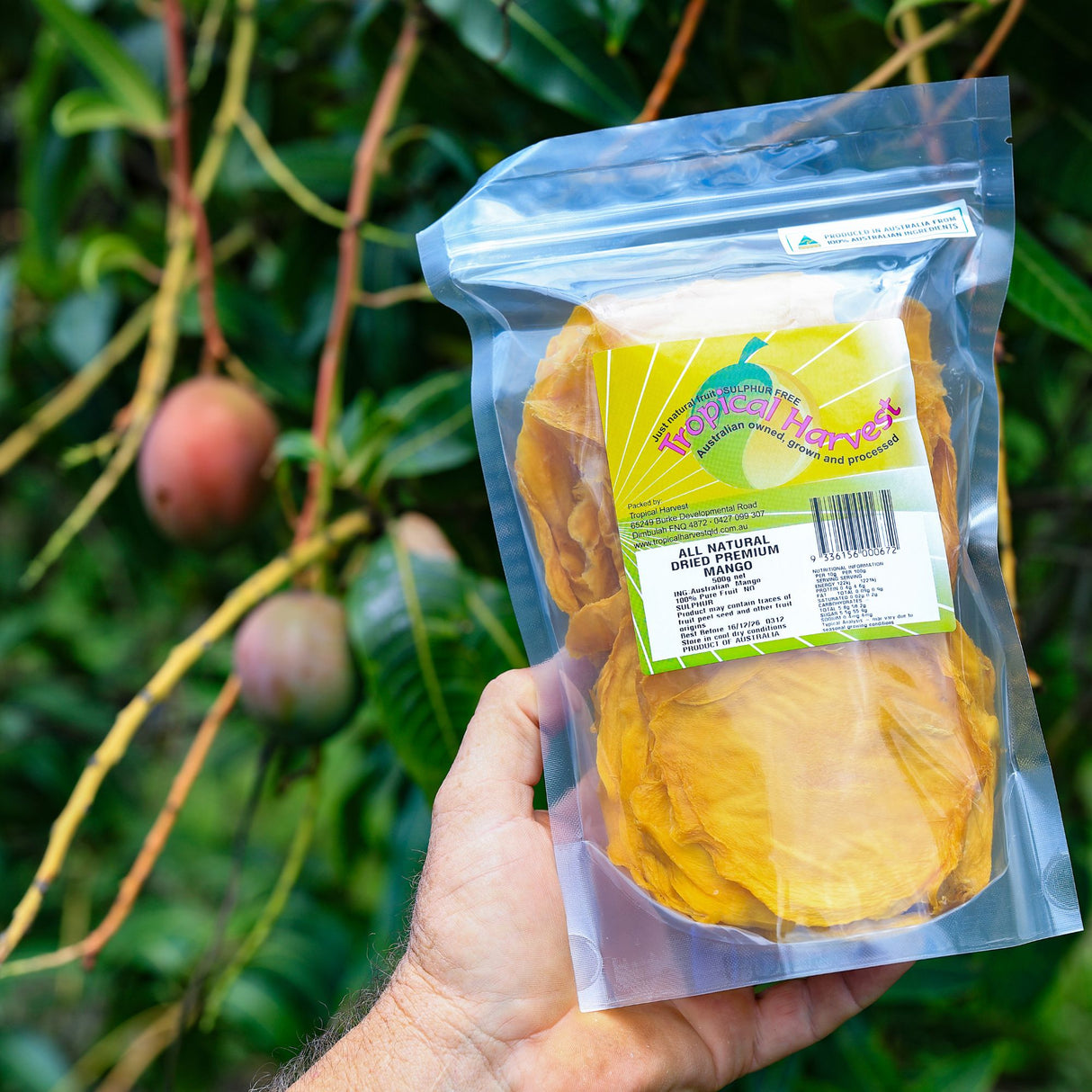 Premium Australian dried mango in resealable bag held outdoors near mango trees.