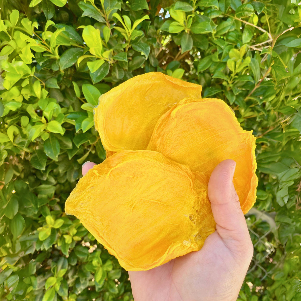 Thick soft dried mango slices held by hand outdoors near mango trees in Australia.