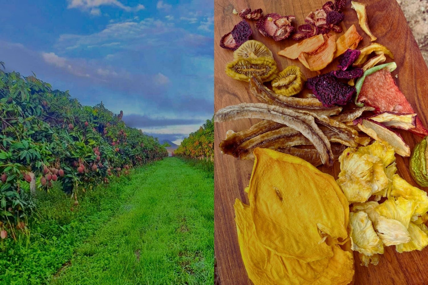 Dried tropical fruit sample pack – sulphur-free, no sugar added – with Australian farm in background from Tropical Harvest