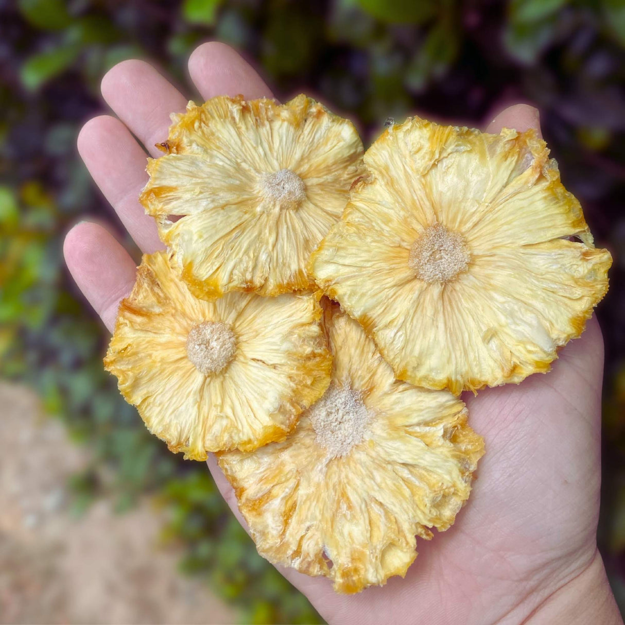 Hand holding dried pineapple flowers showing the size and natural shape of pineapple slices