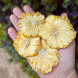 Hand holding dried pineapple flowers showing the size and natural shape of pineapple slices