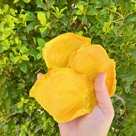 Thick soft dried mango slices held by hand outdoors near mango trees in Australia.
