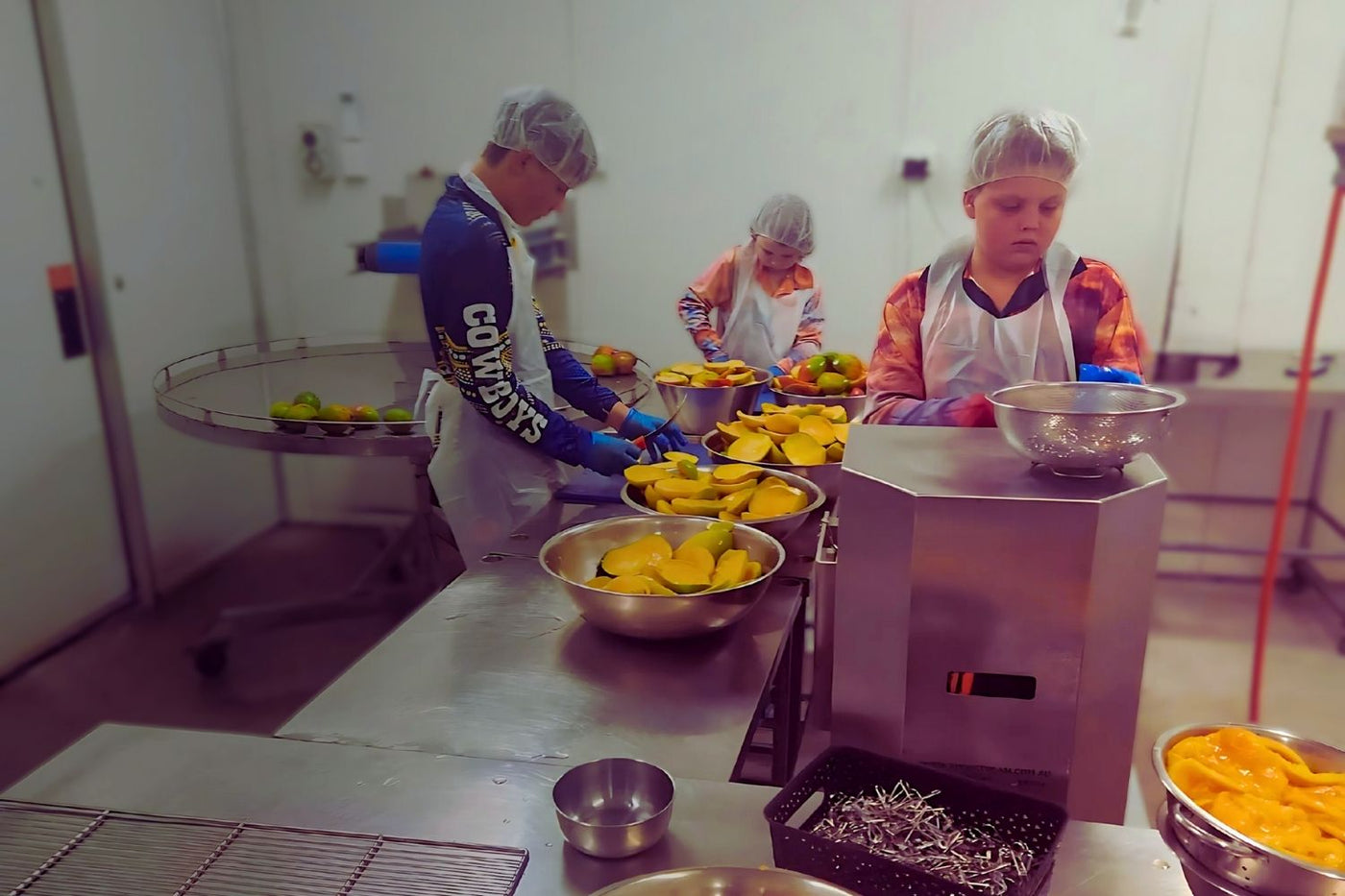 Family preparing fresh mango for drying at Tropical Harvest farm in Queensland, Australia.