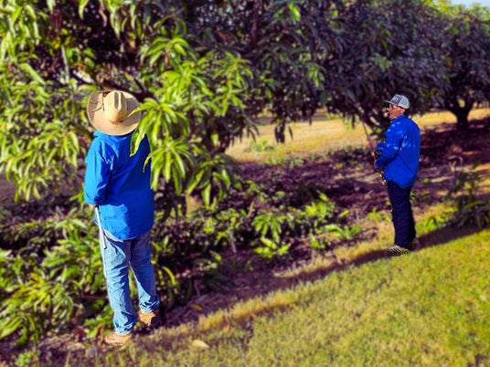 Two Tropical Harvest farmers tending mango trees in Dimbulah orchard, showing the roots of the family farm story.